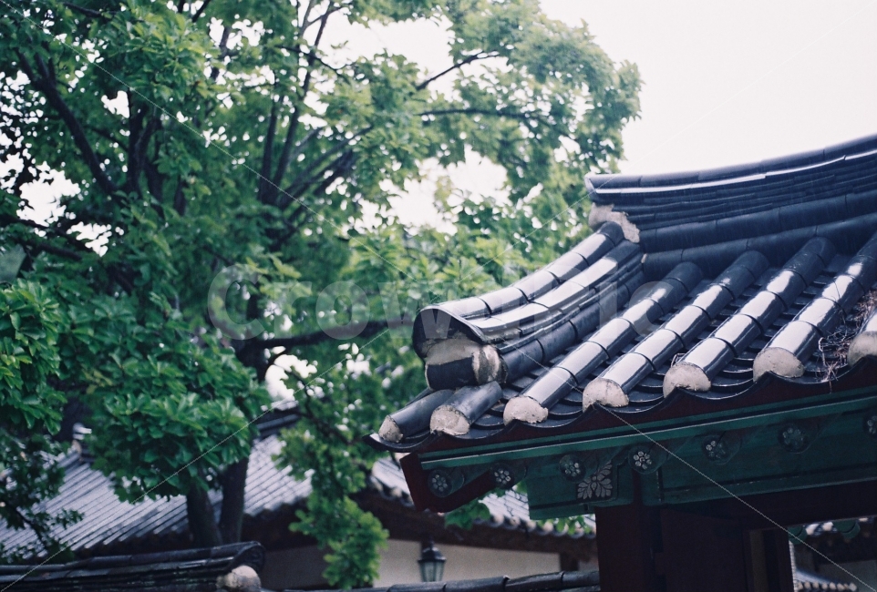 오죽헌,강릉여행,비오는날,풍경,nikonem,감성사진,필름카메라,필름사진,기와집,한옥,기와,한국전통,한국문화,korean traditional,korean culture,감성,sensible,feeling