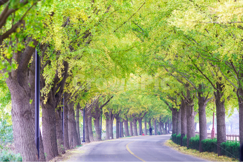 은행나무,가을,길,아산곡교천,autumn,가을,계절,fall,autumn,season,자연,풍경,nature,landscape,tree,나무,plant,식물,tree trunk,나무 줄기,road,도로