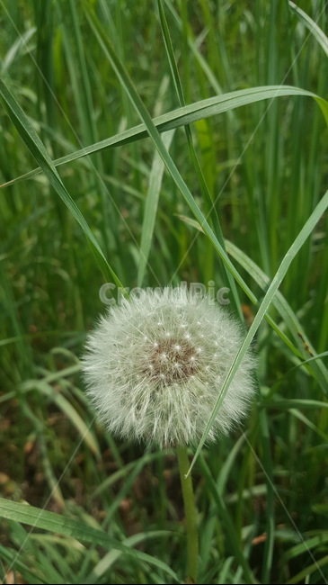 초록,민들레홀씨,배경화면,풀잎,여름,식물,자연,plants,nature,꽃,flower