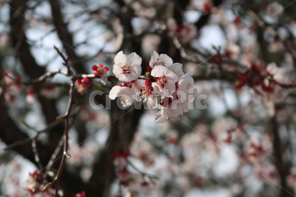 plant,식물,blossom,꽃,flower,벚꽃