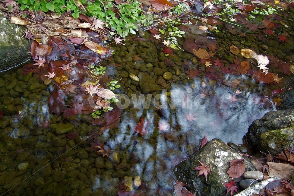 단풍,가을,물,반영,낙엽,자연,fallenleaves,autumn,water,reflection,fall,가을,계절,fall,autumn,season,plant,식물,leaf,잎,tree,나무