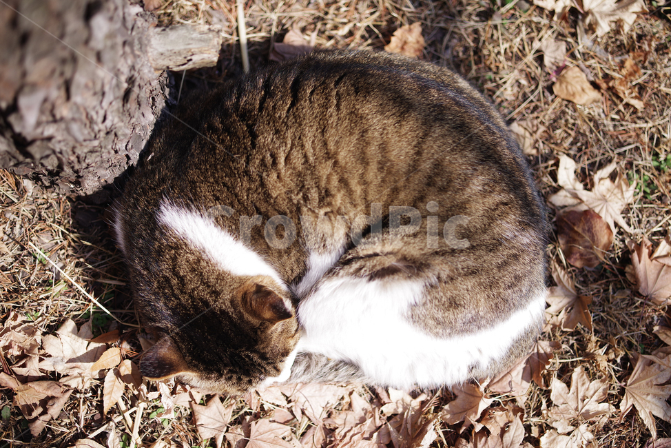 고양이,길고양이,길냥이,동물,야생동물,야생,자연,cat,kitty,kitten,pet,animal,gato,동물,animal,포유류,mammal,고양이,cat,kitten,kitty
