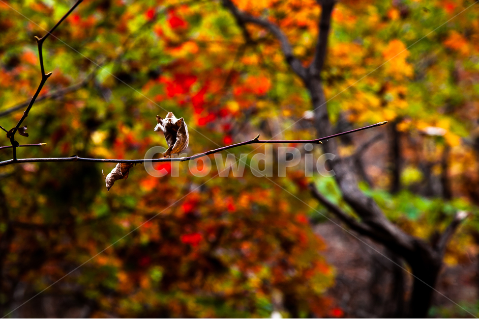 단풍,가을,잎,나무,autumn,가을,계절,fall,autumn,season,자연,풍경,nature,landscape