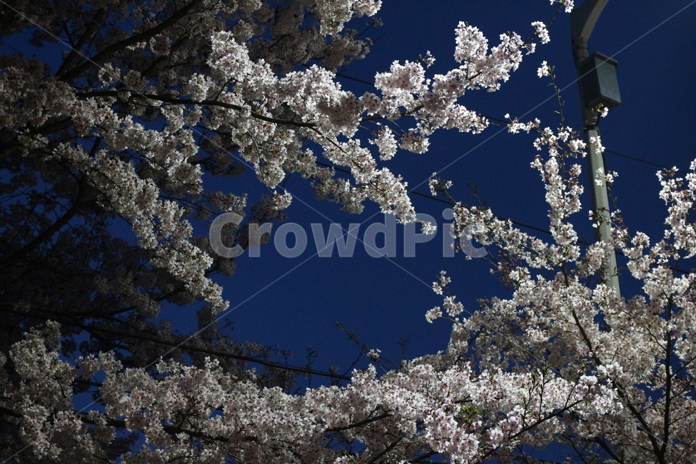 밤,봄,벚꽃,꽃,하늘,봄,계절,spring,season,야경,밤,풍경,nightscape,night,landscape,plant,식물,blossom,cherry blossom,flower
