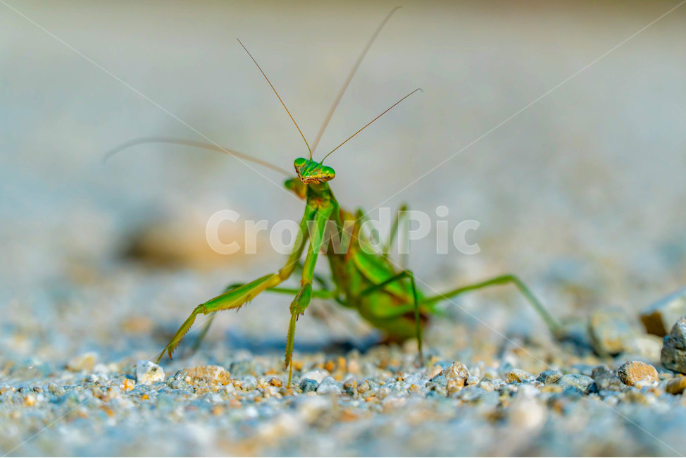 사마귀,커플,곤충,녹색,mantis,couple,praying,생태계,환경,벌레,곤충,벌레,insect,bug