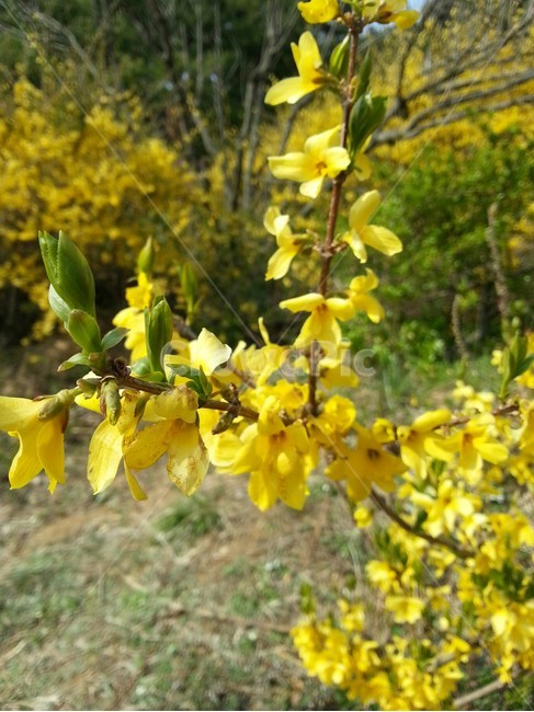 봄,꽃,개나리,꽃봉우리,노란색,식물,자연,plants,nature,꽃,flower