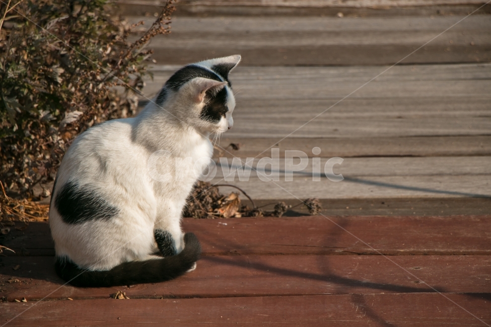 동물,고양이,겨울,귀여움,애묘,동물,animal,포유류,mammal,고양이,cat,kitten,kitty