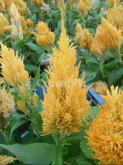 자연,plant,식물,노란꽃,꽃,flower,식물,자연,plants,nature,꽃,flower