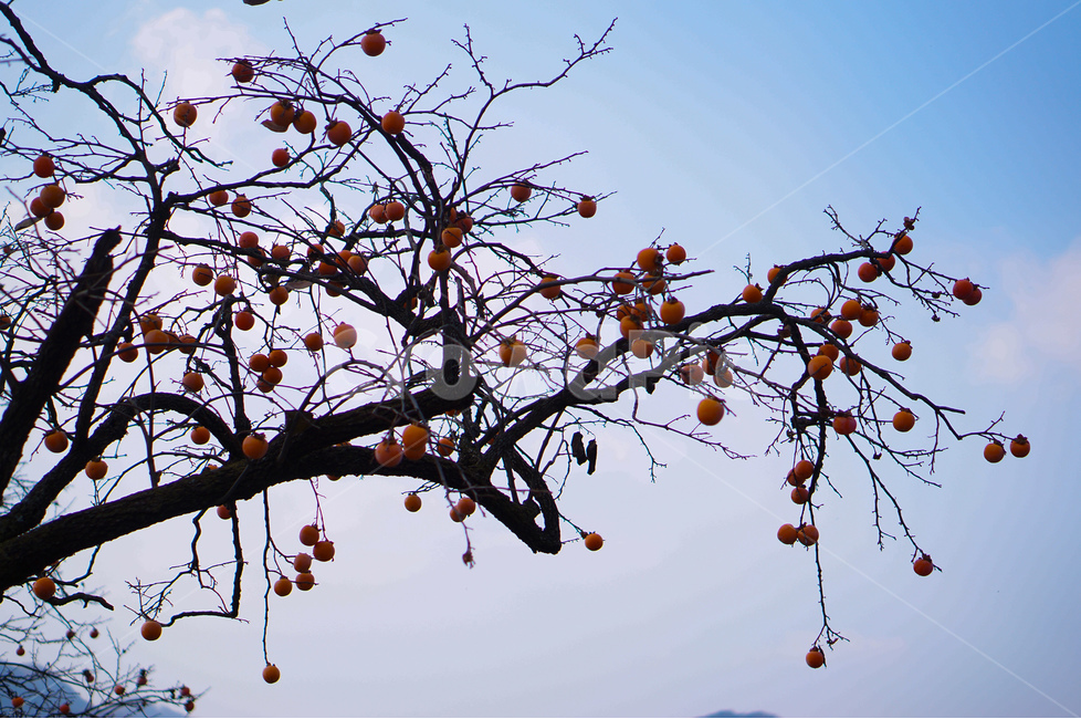 감나무,감,가을,풍경,하늘,가을,계절,fall,autumn,season,식물,자연,plants,nature,나무,trees,wood,과일,열매,fruit,plant