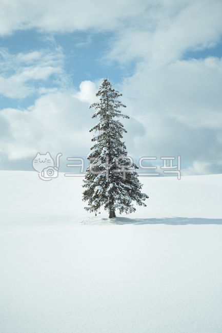 snow scene,nature,biei,christmas tree,tree,winter,Hokkaido,hokkaido,asnowyland,natural scenery,Sapporo,plant,season,BA