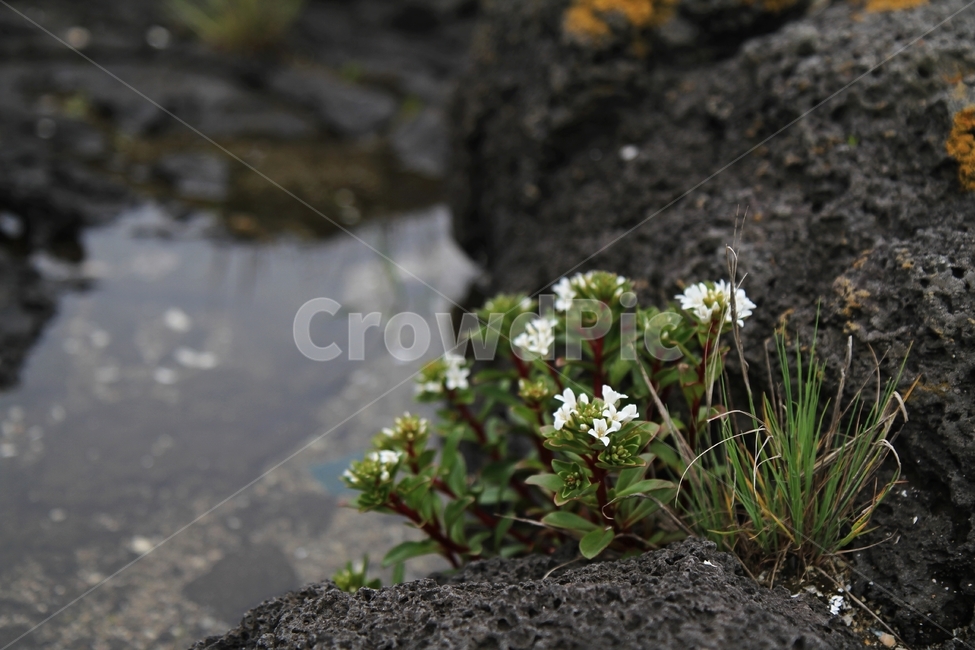 갯까치수염,꽃,식물,자연,제주도꽃,감성사진,식물,자연,plants,nature,꽃,flower