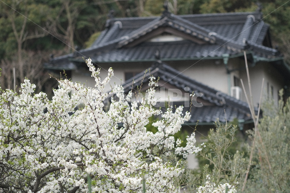 일본,꽃,flower,japan,봄꽃,봄,계절,spring,season,해외,외국,세계,foreign,oversea,world,식물,자연,plants,nature,꽃,flower