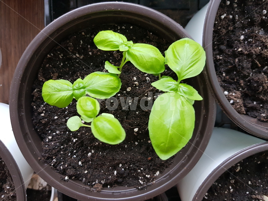 베란다정원,바질수확,바질,녹색,허브,herb,식물,자연,plants,nature