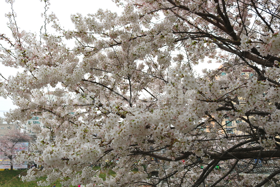 벚꽃,벚나무,벚꽃나무,나무,식물,꽃,장미과,봄,자연,봄,계절,spring,season,식물,자연,plants,nature,꽃,flower,plant