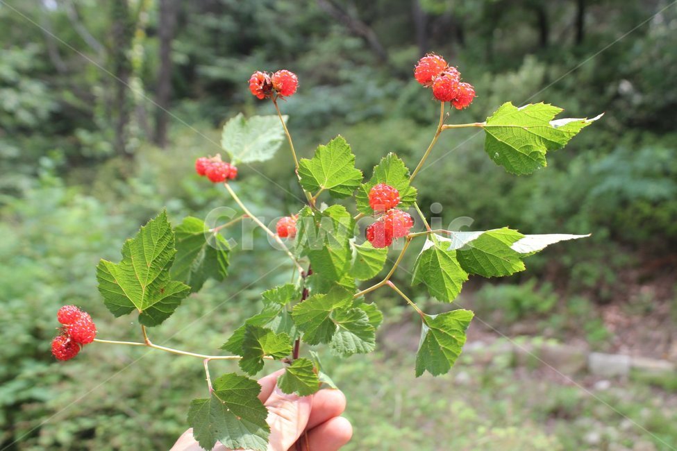 산딸기,관악산,자연,여름,자연딸기