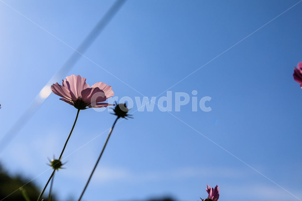 코스모스,꽃,가을,꽃잎,잎,식물,가을,계절,fall,autumn,season,식물,자연,plants,nature,꽃,flower,plant