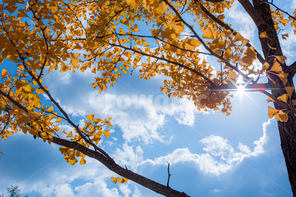 light,빛,flare,플레어,plant,식물,leaf,잎,sunlight,가을,계절,fall,autumn,season,나무,trees,wood,햇빛