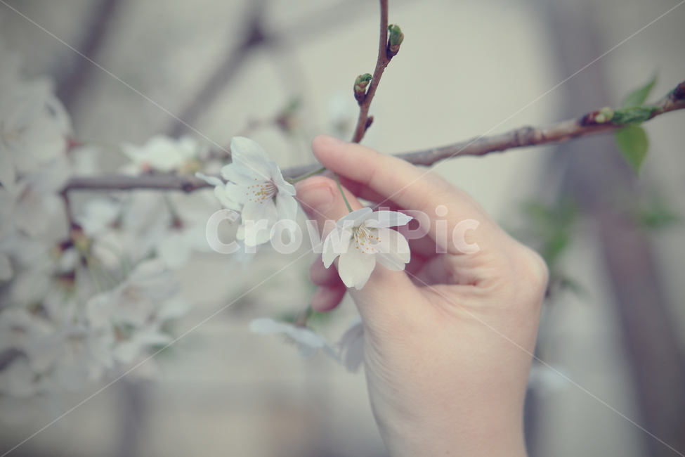 풍경,벚꽃,손,봄,나무,나뭇가지,꽃잎,식물,자연,plants,nature,꽃,flower,신체일부,몸,body