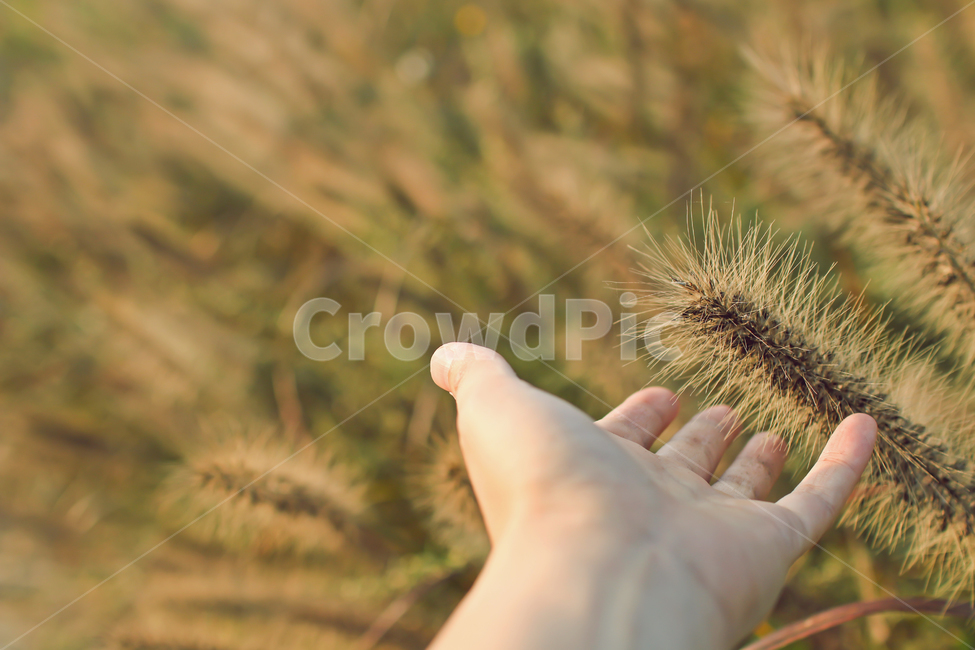 close up,autumn afternoon,zoom in,fall colors,warmth,color,reed forest,late afternoon,foxtail,touch,Soft,autumn sunshine,trail,Autumn feeling,Reed,closeup,Palm,autumn,Emotion,hand