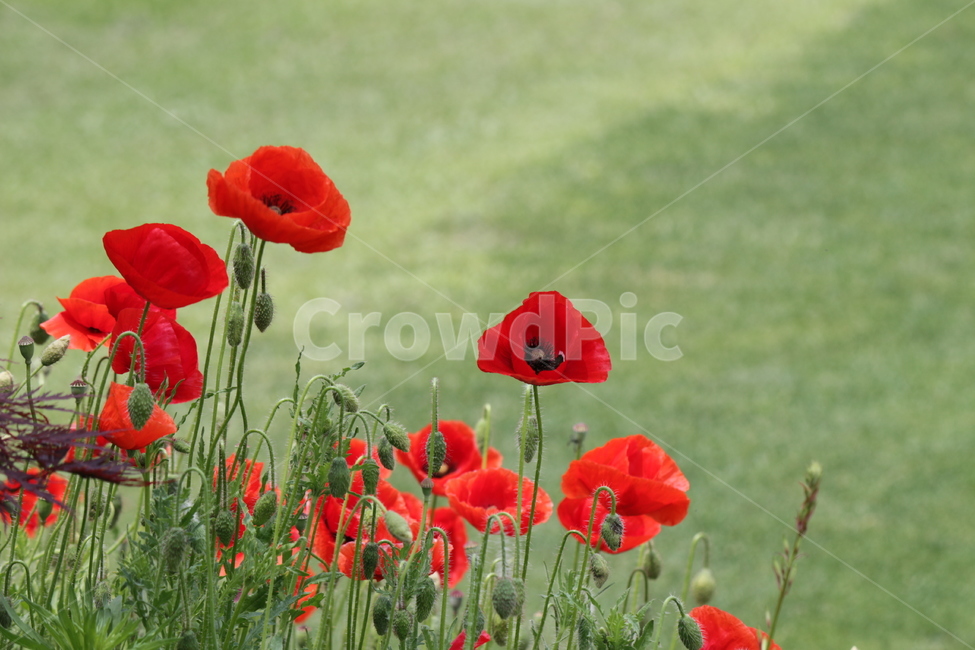 양귀비꽃,식물,초록,잔듸,정원,식물,자연,plants,nature,꽃,flower