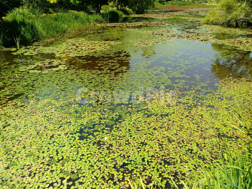 수련,수생식물,waterlily,식물,관상용,연못