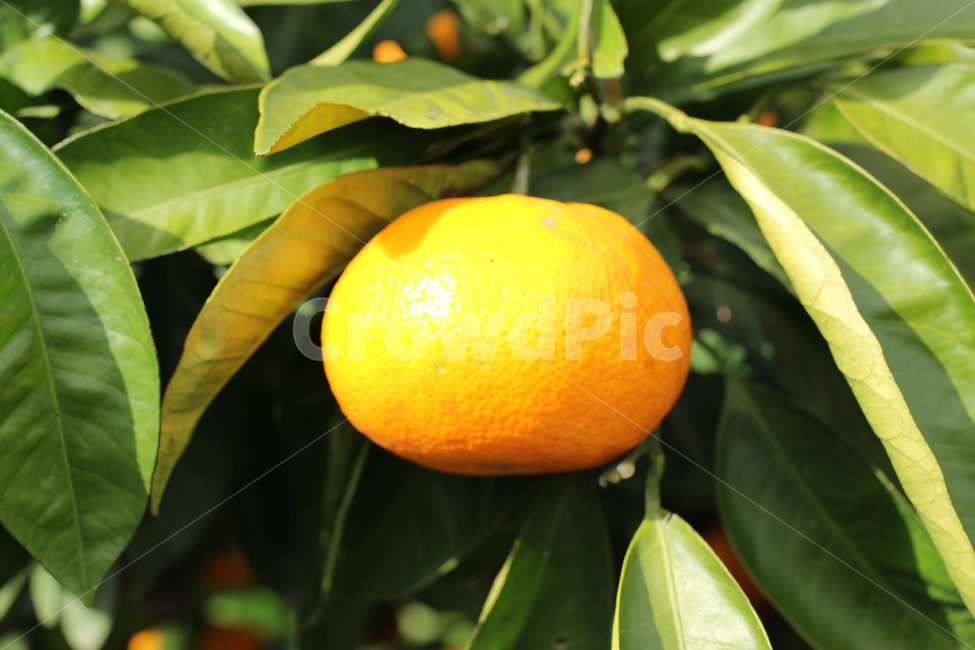 귤,주황색,제주,과일,jeju,tangerine,fruit,orange,과일,열매,fruit