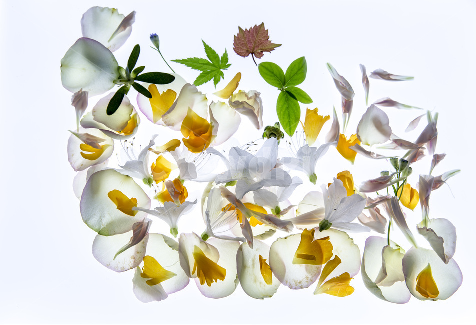 꽃잎,감성,자연,봄,생명,식물,자연,plants,nature,꽃,flower,누끼,remove background
