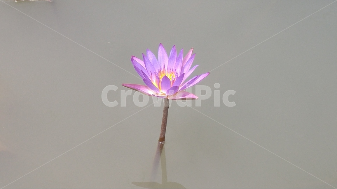 꽃잎,연꽃,수련,식물자연,계절,꽃,한송이,식물,자연,plants,nature,꽃,flower
