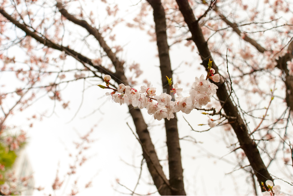봄,벚꽃,꽃,배경,자연,풍경,하늘,나무,공원,cherryblossoms,식물,벚나무,매화,계절,축제,조경,나뭇가지,시골,경치,화사한,핑크,향기,분홍,맑음,spring,season,flower,생화,만개,만발,봄,계절,spring,season,식물,자연,plants,nature,꽃,flower,plant