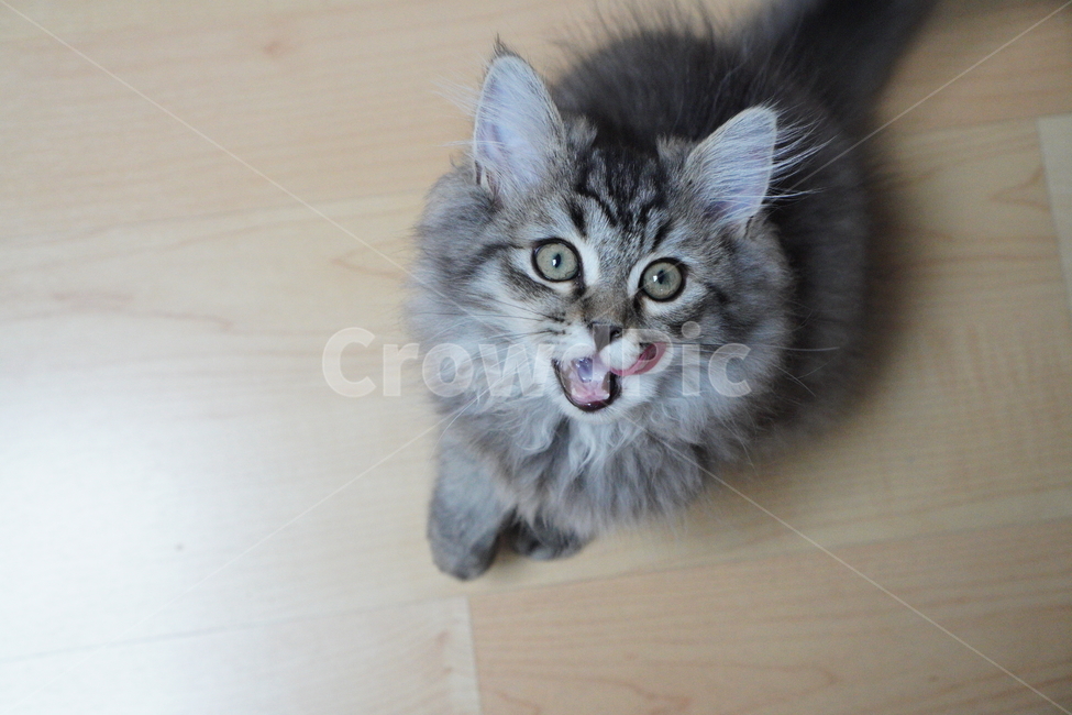 고양이,어리고양이,아기고양이,페르시안고양이,반려묘,냥이,동물,animal,포유류,mammal,고양이,cat,kitten,kitty