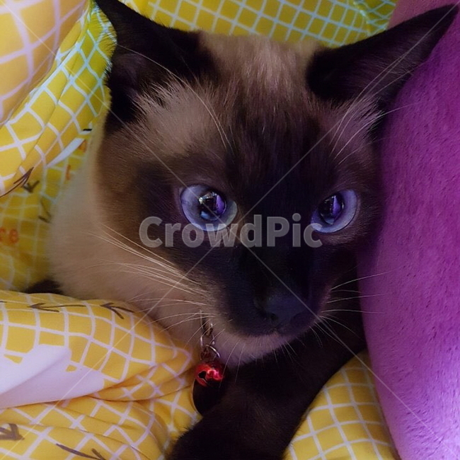 샴고양이,고양이,반려묘,이쁜이,샴,동물,animal,포유류,mammal,고양이,cat,kitten,kitty
