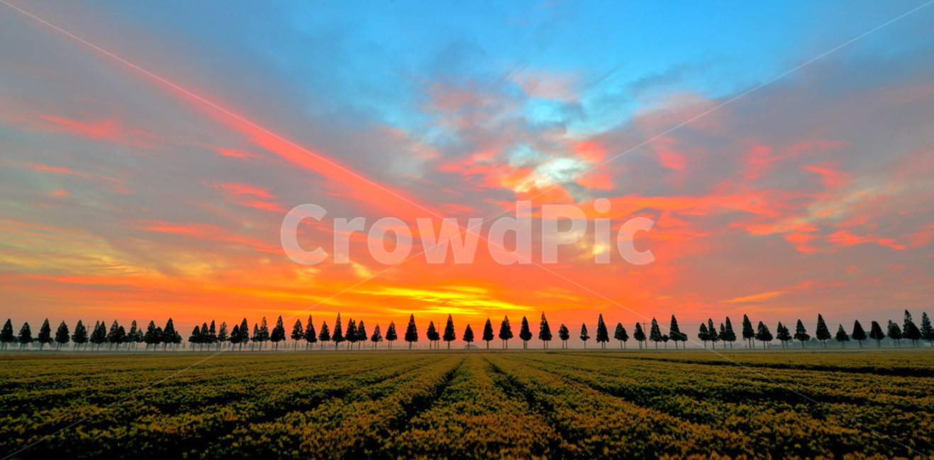 김제,지평선,여명,일출,가로수,자연,풍경,nature,landscape,outdoors,옥외,field,들
