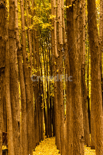 은행,은행나무,은행나무숲,은행잎,은행숲,가을,계절,fall,autumn,season,식물,자연,plants,nature,나무,trees,wood
