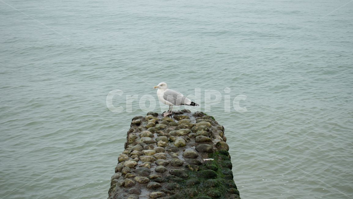 bird,새,animal,동물,바다