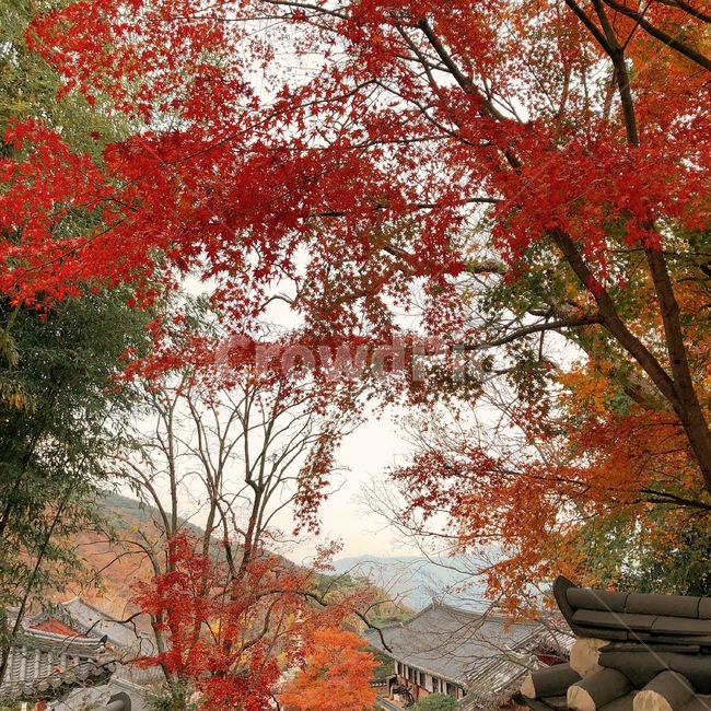 나무,숲,가을,단풍,자연,산,가을,계절,fall,autumn,season,plant,식물,leaf,잎,tree,maple