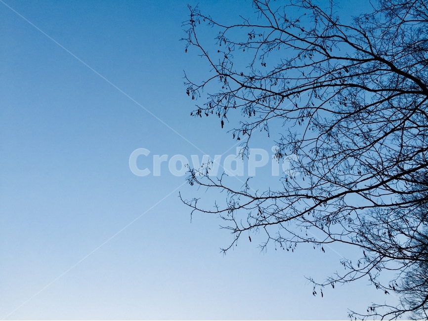 하늘,나무,벚꽃,자연,풍경,봄하늘,sky,blue,tree,nature,자연,풍경,nature,landscape,plant,식물