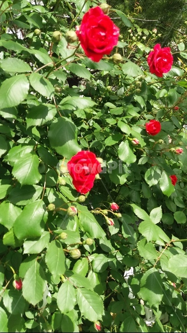 장미,넝쿨장미,꽃,봄,봄꽃,식물,자연,plants,nature,꽃,flower
