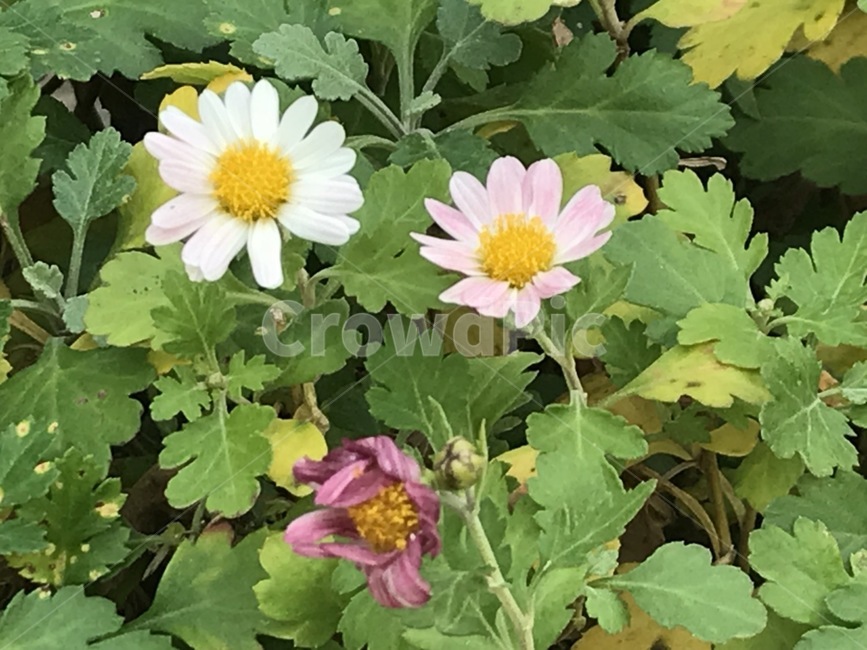 마가렛,꽃,들꽃,데이지,flower,daisy,marguerite,식물,자연,plants,nature,꽃,flower