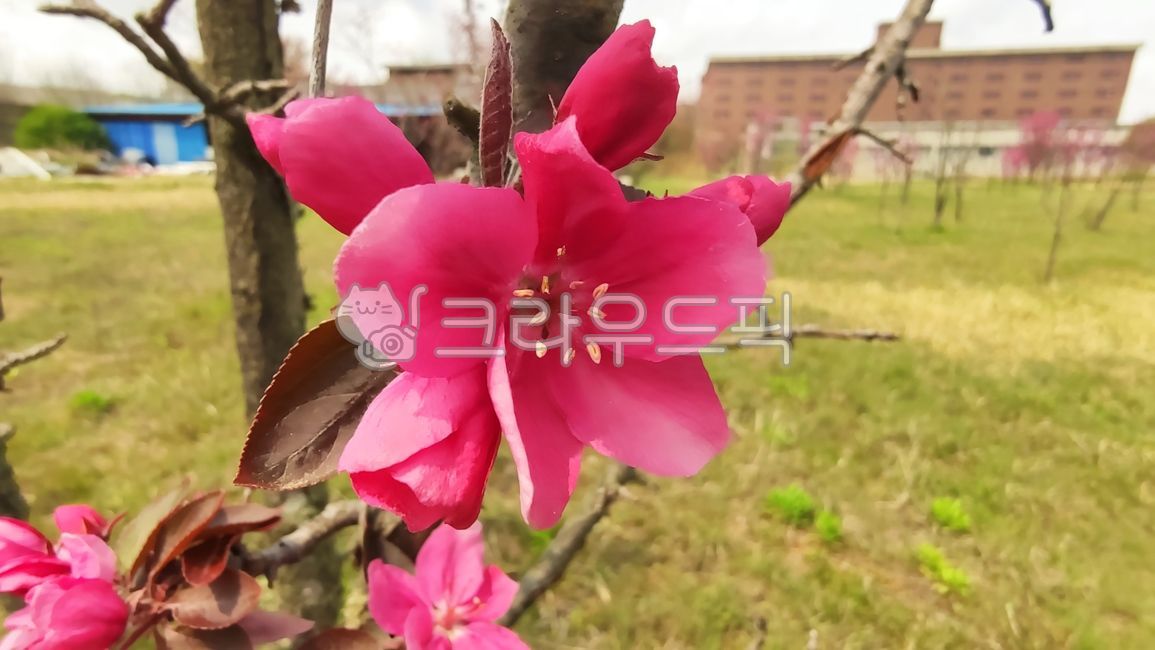 돌사과,꽃사과,사과꽃,꽃사과나무,벚잎꽃사과나무,malusfloribunda,plant,식물,blossom,flower,꽃