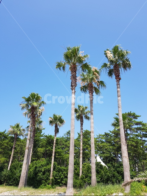 제주도,야자수,하늘,나무,제주도하늘