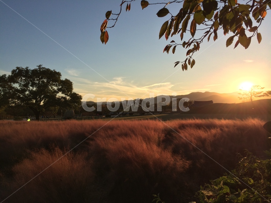 nature,자연,light,빛,햇빛,노을,핑크뮬리,sunlight,가을,자연,풍경,nature,landscape,flare,플레어,outdoors,옥외