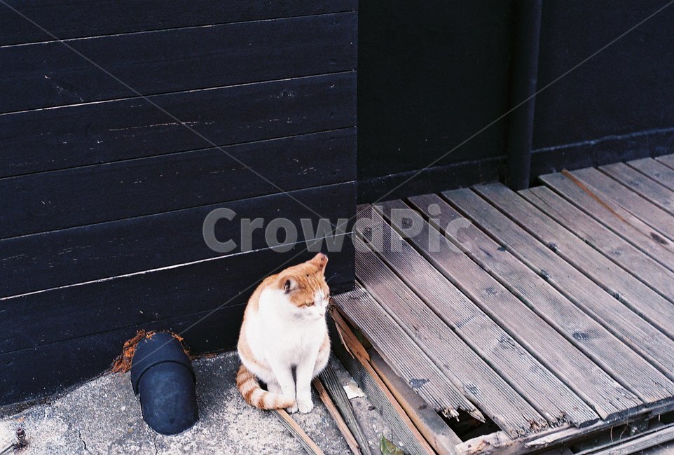 고양이,길고양이,동물,cat,길거리,동물,animal,포유류,mammal,고양이,cat,kitten,kitty