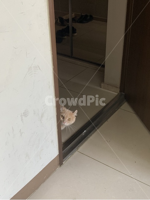 flooring,floor,바닥,반려동물,분리불안,고양이