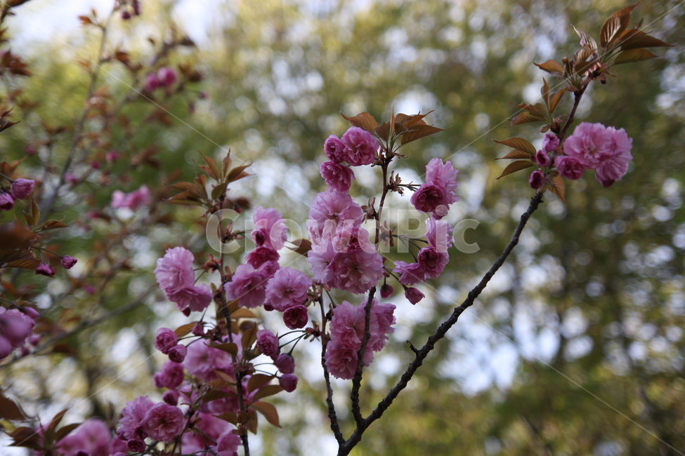 겹벚꽃,봄꽃,봄나들이,cherryblossom,중앙공원,꽃,plant,식물,blossom,flower