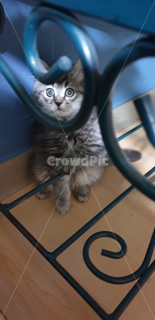 고양이,어린고양이,새끼고양이,애기고양이,페르시안고양이,귀여운고양이,애교많은고양이,장난끼가많은고양이,반려묘,냥이,개냥이,순수