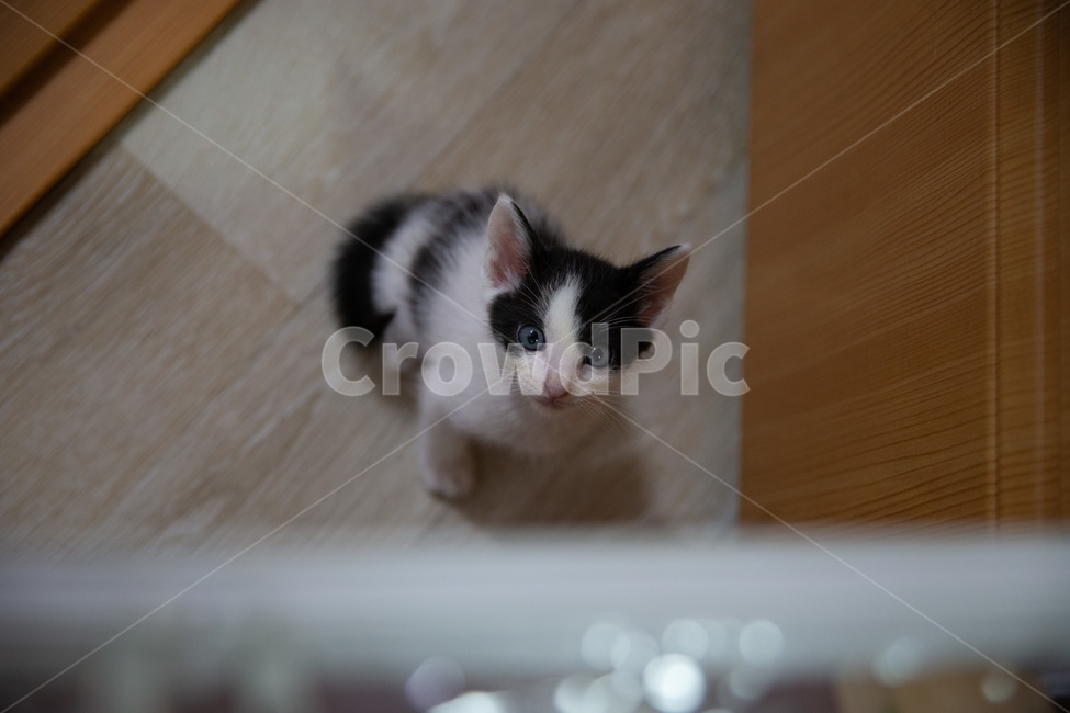 고양이,아기고양이,pet,새끼고양이,cat,귀여운고양이,kitten,kitty,cutecat,동물,animal,포유류,mammal,고양이,cat,kitten,kitty