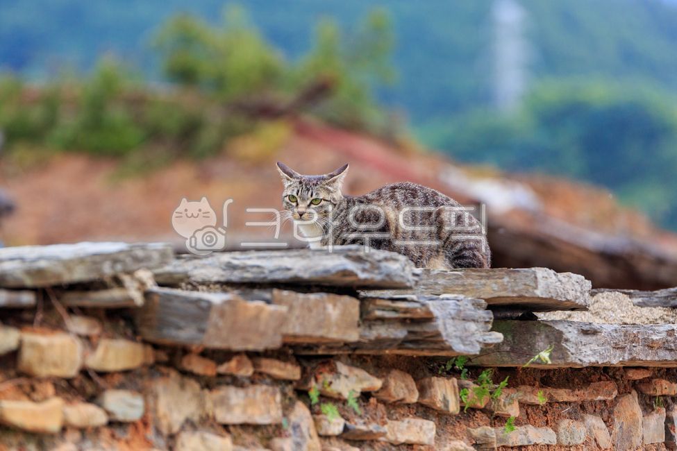 kitty,outdoor,Pets,kitten,stray cat,mammal,cat,animal,mammalia,fence,pet