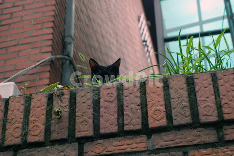 담벼락,고양이,검은고양이,길고양이,길냥이