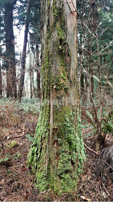 나무,숲,tree,plant,자연,옥외,nature
