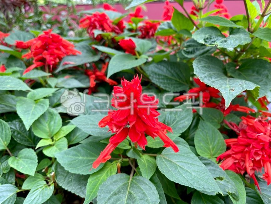 flower,꽃,사루비아,샐비아,꿀꽃,빨간꽃
